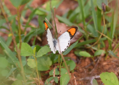 Colotis etrida