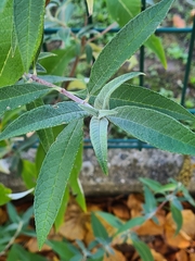 Buddleja davidii