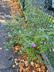 Buddleja davidii