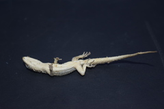 Mediodactylus sagittifer
