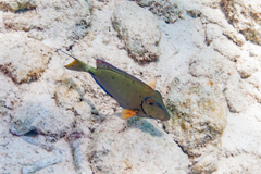 Acanthurus tractus