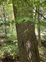 Euonymus atropurpureus