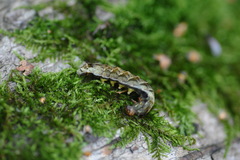 Melanchra persicariae