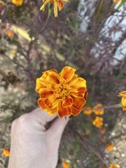 Tagetes
