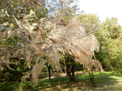 Sciota rubrisparsella