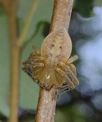 Olios argelasius