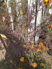 Tagetes
