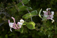 Lonicera implexa