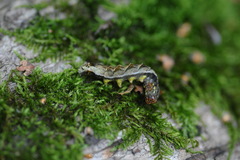Melanchra persicariae