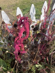 Amaranthus cruentus
