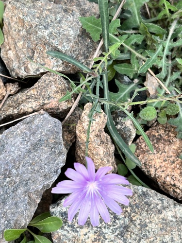 Lactuca tenerrima image