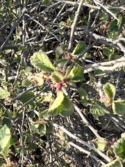 Acalypha californica