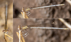 Platycnemis dealbata