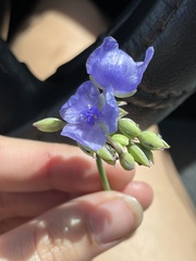 Tradescantia ohiensis