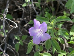 Ruellia californica