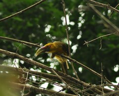 Pteroglossus bailloni