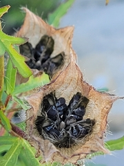 Hibiscus trionum