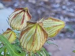 Hibiscus trionum