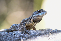 Tropidurus torquatus