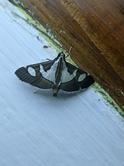 Glyphodes bicolor