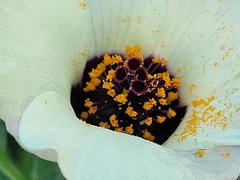 Hibiscus trionum