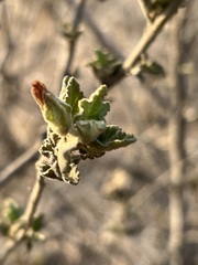 Malacothamnus foliosus