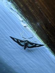 Glyphodes bicolor