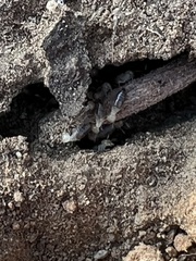 Termitinae