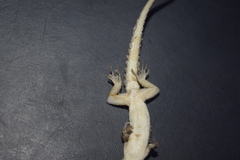 Mediodactylus sagittifer