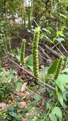 Agastache nepetoides