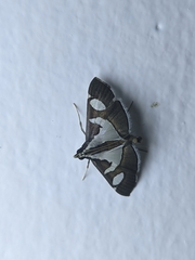 Glyphodes bicolor