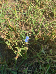 Commelina