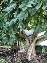 Wisteria floribunda