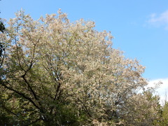 Sciota rubrisparsella