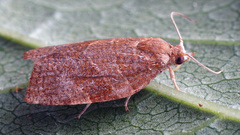 Pandemis cinnamomeana