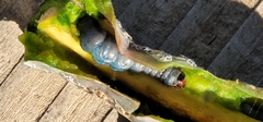 Cactobrosis fernaldialis