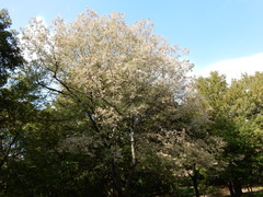 Sciota rubrisparsella