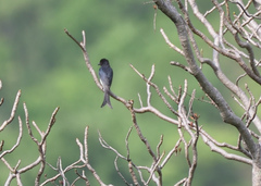 Dicrurus caerulescens