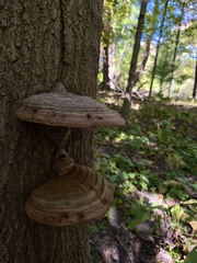 Ganoderma megaloma