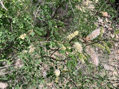 Mimosa distachya