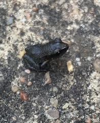 Eleutherodactylus marnockii