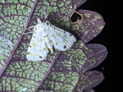 Pycnarmon cribrata