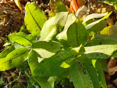 Asclepias syriaca