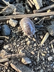 Porcellio laevis