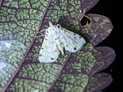Pycnarmon cribrata