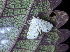 Pycnarmon cribrata