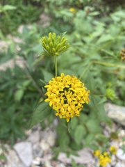 Lagascea