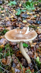 Amanita ceciliae