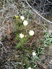 Lachnaea densiflora