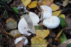 Tricholoma album